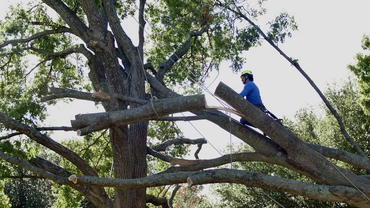 Professional Crown Thinning performed by certified arborists in Forest Falls