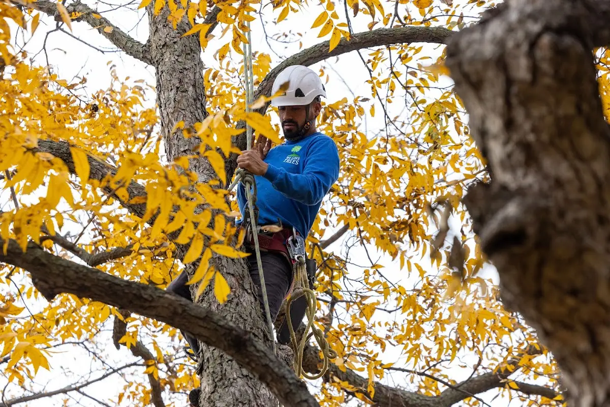 Skilled Storm Damage Cleanup crew working in Forest Falls